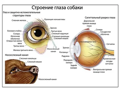 ОРГАН ЗРЕНИЯ - Центр охраны зрения