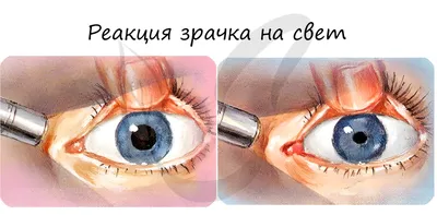 Обучающий медицинский плакат \"Орган зрения\" / А-0 (119x84 см.) - купить с  доставкой по выгодным ценам в интернет-магазине OZON (1335415951)