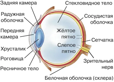 Орган зрения. Зрительный анализатор. 8-й класс