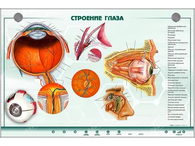 Глаз Человеческий орган зрения Усталый взгляд и болезненный вид Веко и  красный глаз с венами Иллюстрация вектора - иллюстрации насчитывающей шарж,  иллюстрация: 199451678