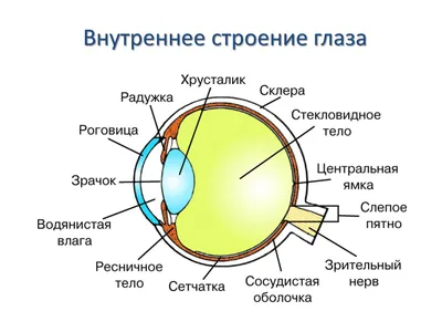 Впервые в Ставрополе Три портрета миопии