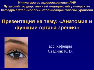 Строение органов зрения: как устроен глаз человека (подробная анатомия) |  World Vision Clinic