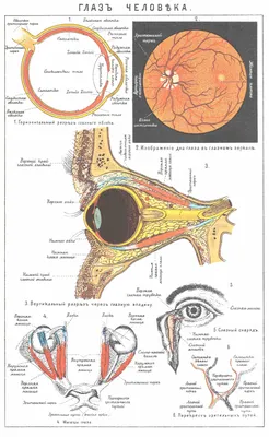 Анатомия: Глаз, oculus. Глазное яблоко, bulbus oculi