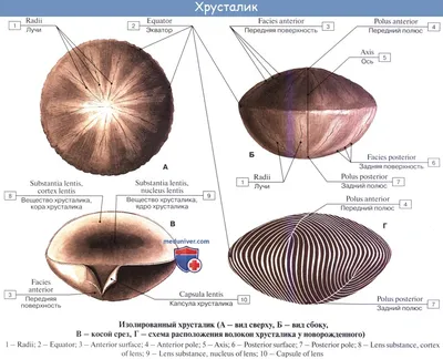 Влияние заболеваний на орган зрения