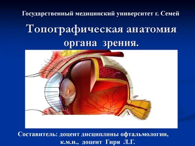 Анатомия и функция органа зрения | Презентации Офтальмология | Docsity