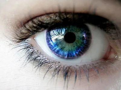 Глаз, орган зрения