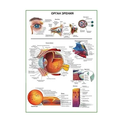 Орган зрения (постер). | Eye anatomy, Eye chart, Anatomy