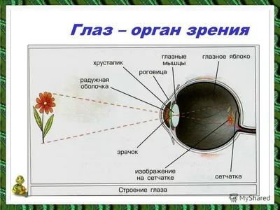 Орган зрения. Зрительный анализатор. 8-й класс