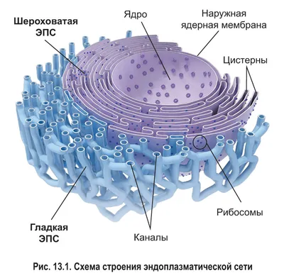13. Одномембранные органоиды: Эндоплазматическая сеть