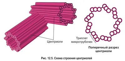 12. Гиалоплазма. Цитоскелет. Немембранные органоиды: Немембранные органоиды