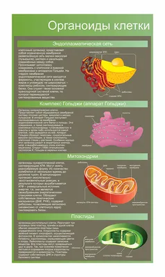 Стенд Органоиды клетки купить от 500 руб. - ColorChita.ru