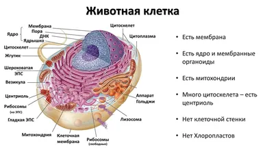 6. Строение клетки органоиды (9 класс) биология, подготовка к ЕГЭ и ОГЭ -  YouTube