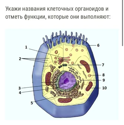 Строение клетки. Органеллы | Биология | 5 класс