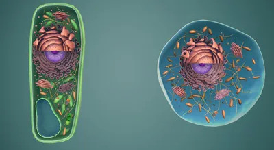 Органоиды клетки и их наличие зависит от типа клетки. Современная биология  делит все клетки (или - Школьные Знания.com