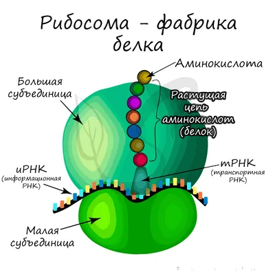 Органоиды клетки: мембранные и немембранные — Биология с Марией Семочкиной  на vc.ru