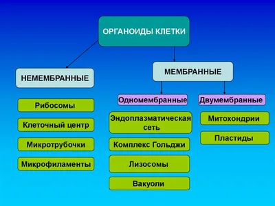 Органоиды и их функции в клетке» — создано в Шедевруме