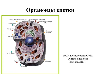 Органоиды Человека — стоковые фотографии и другие картинки Исследование -  Исследование, Ткани, Без людей - iStock