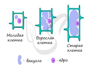 Строение клетки. Органеллы | Биология | 5 класс
