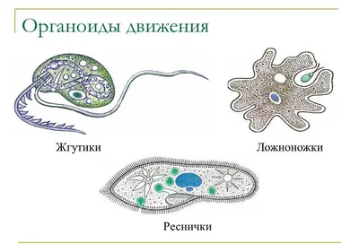 Шаг 1 – Лекция 2. Органоиды клетки и их функции. Вирусы – Stepik