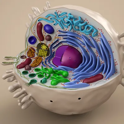 Стенд 3D органоиды клетки | Autodesk Community Gallery