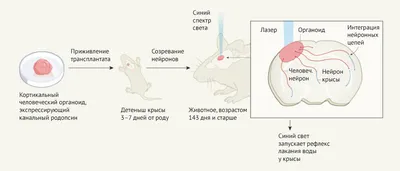 Органы из пробирки, или Что означает модное слово «органоиды»?