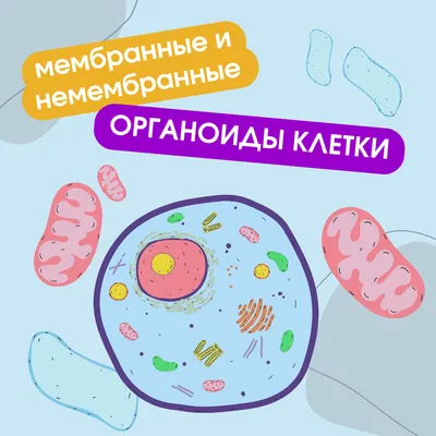 Органоиды клетки: мембранные и немембранные | Биология с Марией Семочкиной  | Дзен