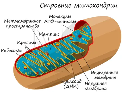 Органоиды клетки, подготовка к ЕГЭ по биологии