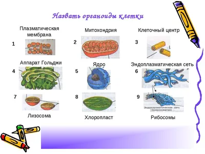 ЕГЭ по биологии. Занятие 2. Основные органоиды клетки, их функции.  Органические вещества клетки – Гид абитуриента