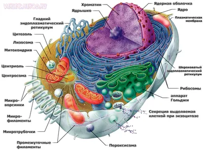 ЕГЭ Биология: Органоиды клетки