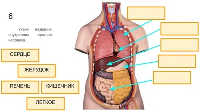 ВНУТРЕННИЕ ОРГАНЫ ЧЕЛОВЕКА / ИНТЕРЕСНЫЕ ФАКТЫ | Интересные факты | Дзен