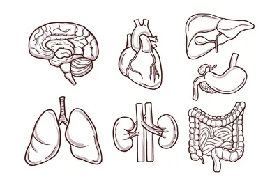 Ннутренние органы человека: картинки брюшной полости | Заболевания, Человек,  Диета при язве