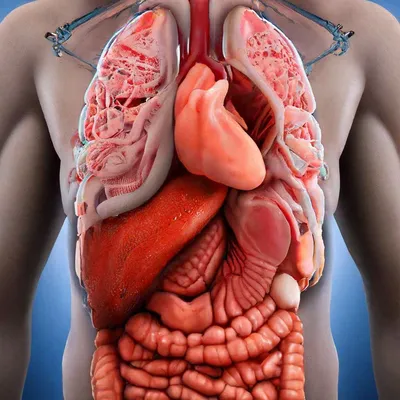 Сердце — один из самых важных органов человека. Благодаря его стабильной и  правильной работе другие органы насыщаются кислородом и питательными  веществами
