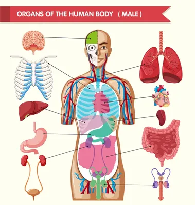 Органы человека, зачем нам эти органы ? | FacTop TV | Дзен