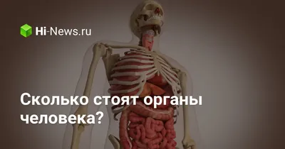 Сколько органов внутри человека и без каких можно жить? - Hi-News.ru