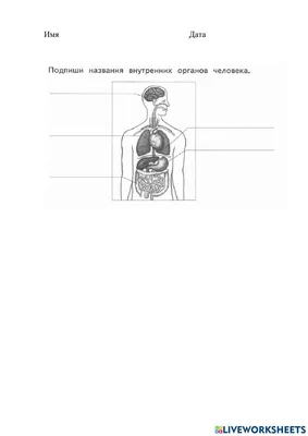 Диаграмма: Органы человека | Quizlet