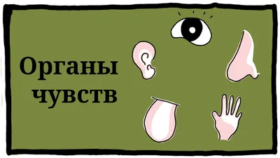 органы чувств человека на белом фоне. мультфильм. Иллюстрация вектора -  иллюстрации насчитывающей конструкция, микстура: 217453522