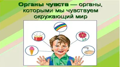 Органы чувств. Обоняние - плакат (ID#1600693375), цена: 31 ₴, купить на  Prom.ua