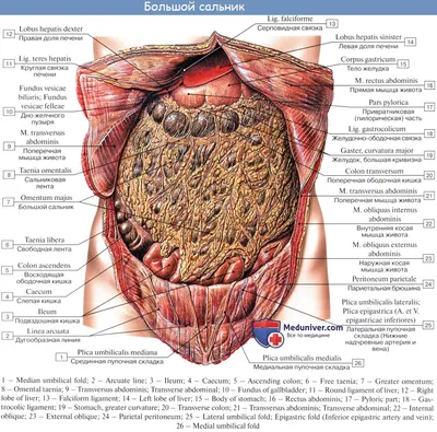 Анатомия косых мышц живота | РОСТФИТ | Дзен