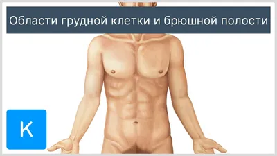Мужчина живота - анатомия внутренних органов - иллюстрация 3D Стоковое  Изображение - изображение насчитывающей мужчина, людск: 72067425