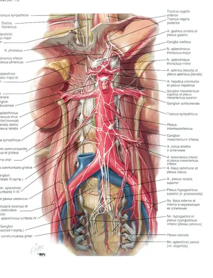Мышцы живота. Подробная анатомия брюшных мышц | Анатомия на отлично. Андрей  Стрелков | Дзен