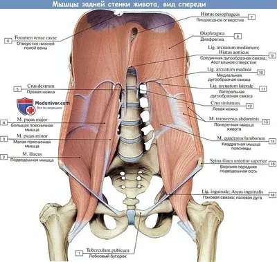 Области грудной клетки и брюшной полости - Анатомия человека | Kenhub -  YouTube