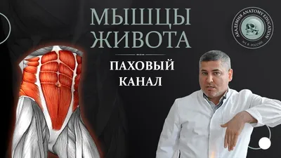 Школа здорового человека - ВИСЦЕРАЛЬНЫЙ ЖИР – ЧТО ЭТО ТАКОЕ? ⠀ Висцеральный  жир – это жировые скопления в области талии. Они формируются в животе,  обволакивая внутренние органы. 💗 ⠀ Висцеральные жировые прослойки