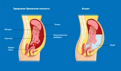 Иннервация органов живота - Анатомия человека | Физиология человека