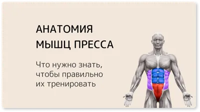 Анатомия : Мышцы живота. | Мышцы живота, Анатомия, Мышцы