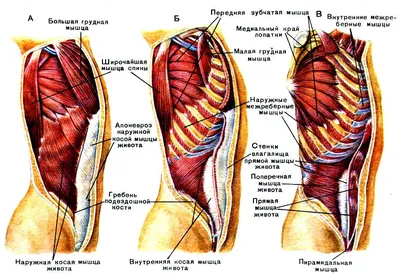 Самомассаж внутренних органов живота | Массажный мир | Дзен