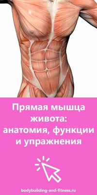 Так как же все-таки тренировать поперечную мышцу живота? | Статьи  фитнес-клуба Анатомия
