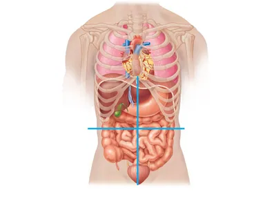 Модель торса, человеческие внутренние органы, анатомия груди и живота,  мужское и женское сердце, печень, селезенка, легкие, почки, стерео сборка |  AliExpress