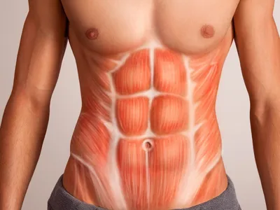 Анатомия мышц пресса | Школа тренеров Linnik Fitness | Дзен