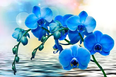 Голубой Фиолетовый Цветок Красивая Орхидея В Макро Букет На День Рождения  Фотографии Высокого Разрешения — стоковые фотографии и другие картинки  Абстрактный - iStock