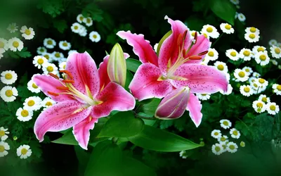 YO CHO настоящий сенсорный поддельный цветок Орхидея искусственная Магнолия  цветок свадебные домашние настенные украшения, цветок высокого качества  искусственная Орхидея | AliExpress